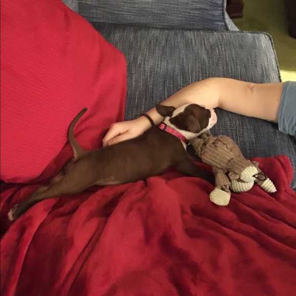 Meet Frankie!!❤️❤️❤️ - Picture 3 of 6